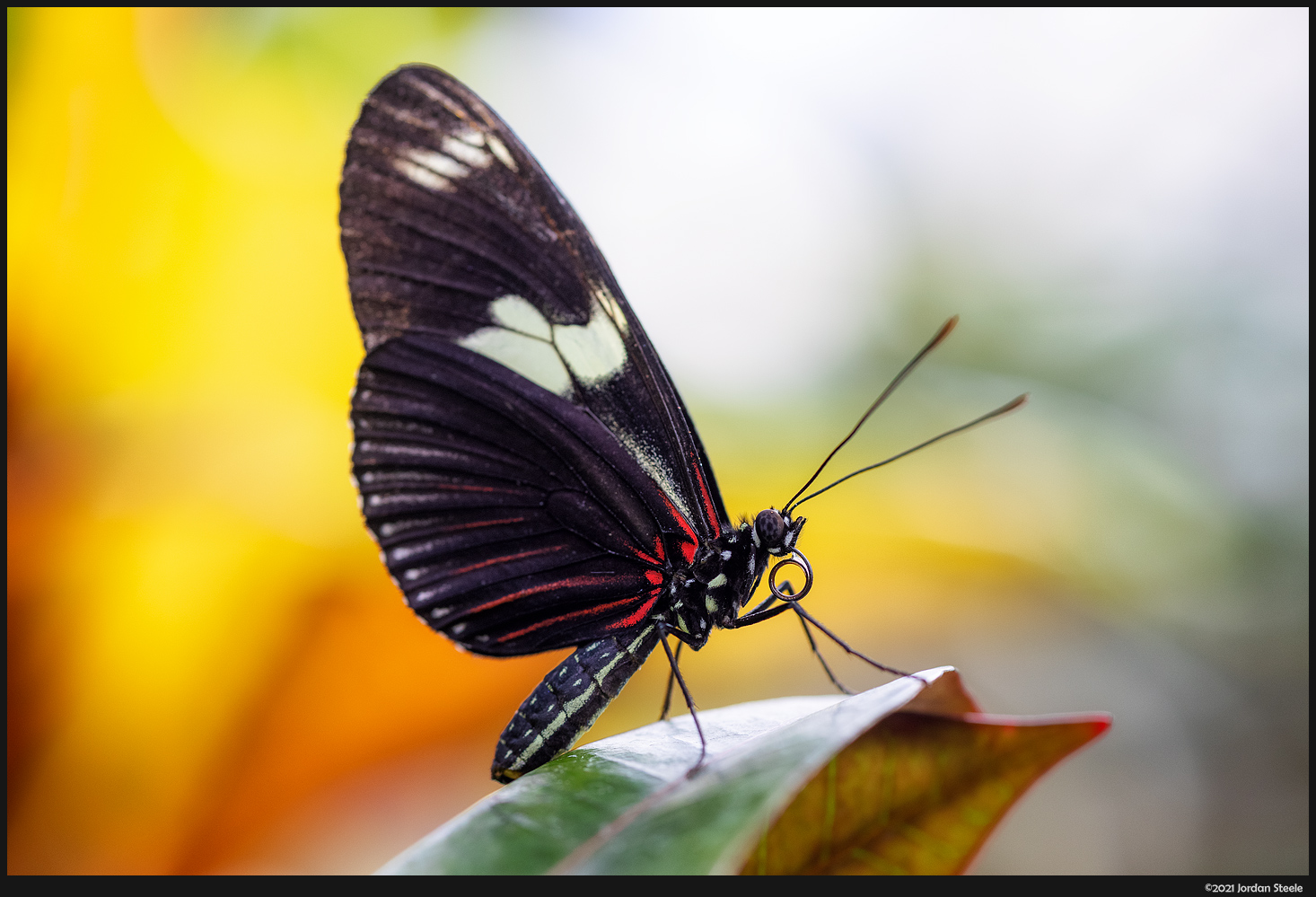 IMAGE: http://www.jordansteele.com/2021/butterfly1_potn.jpg