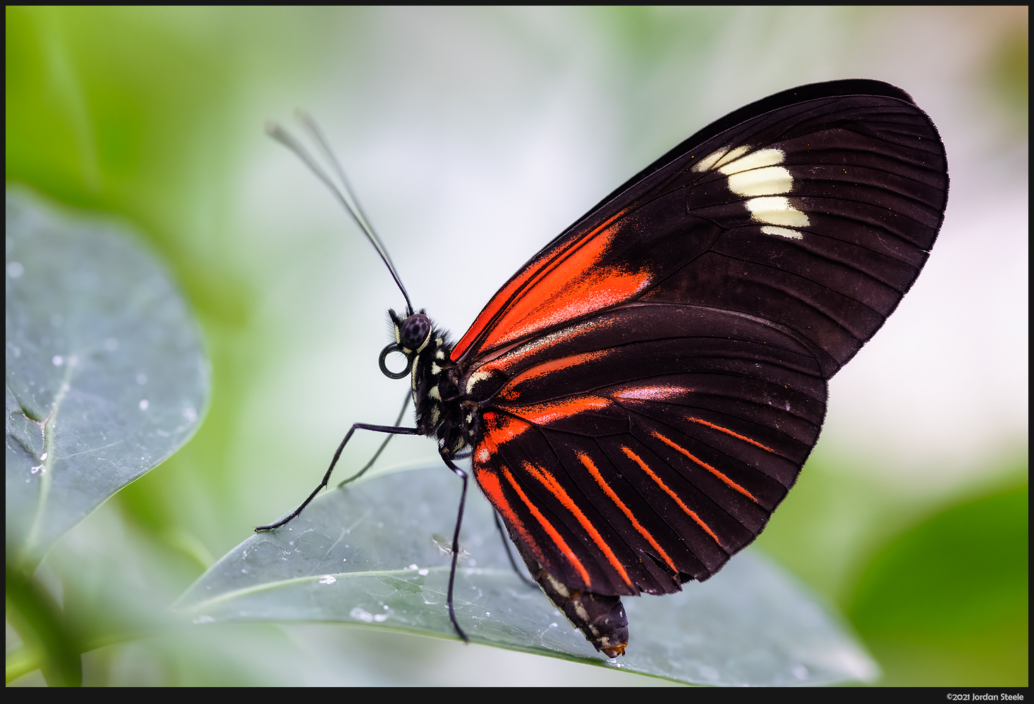 IMAGE: http://www.jordansteele.com/2021/butterfly2_potn.jpg