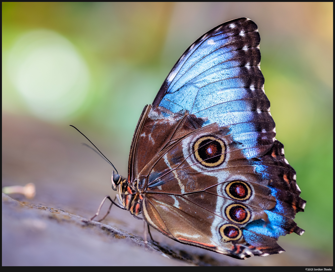 IMAGE: http://www.jordansteele.com/2021/butterfly3_potn.jpg