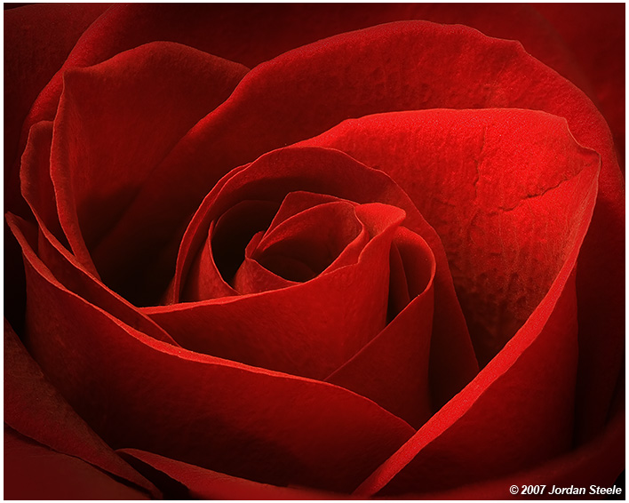 images of roses and hearts. Hearts of Roses - Canon