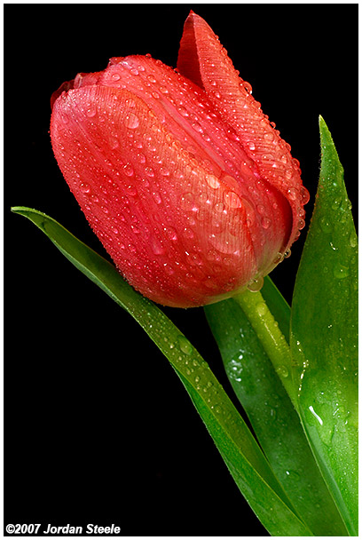 IMAGE: http://www.jordansteele.com/images/recent/tulip_full.jpg